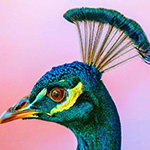 image for INNOVATORS section in the northern california edition